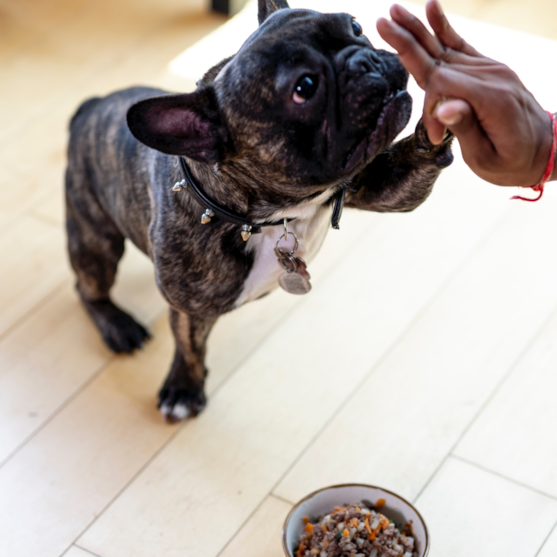 brindle frenchie giving high five